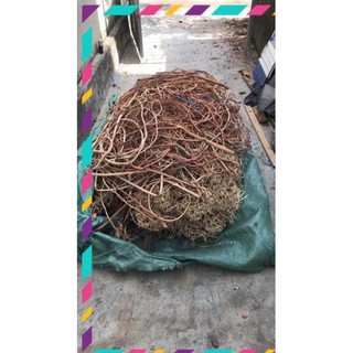[ Rẻ ] Lũa Rễ Rừng - Trang trí bố cục bể thuỷ sinh