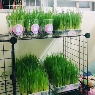 Hạt Giống Lúa Mì - Lúa Mạch - Gói 100gram