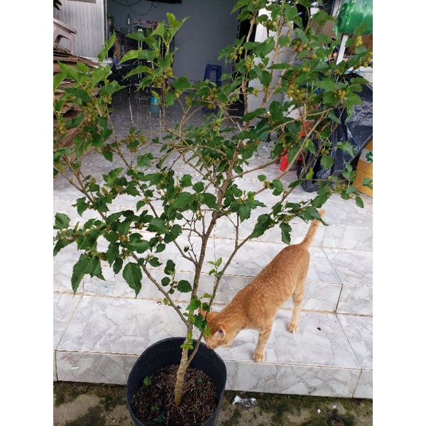 Cây Dâu Tằm