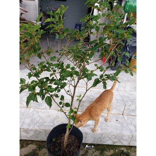 Cây Dâu Tằm( tặng kèm phân bón)
