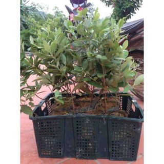 sản phẩm CÂY SIM RỪNG GIỐNG