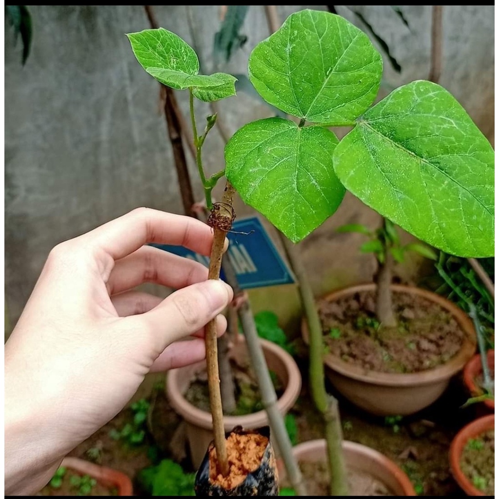 CÂY GIỐNG SẮN DÂY TA cao sản, mầm cây khỏe,dễ trồng, dễ sống