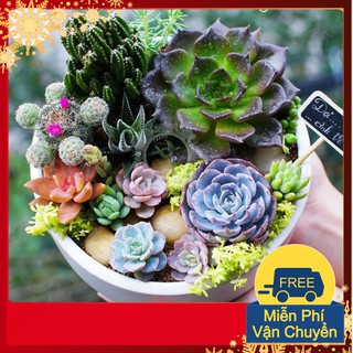 Hạt giống Hoa Sen đá mix