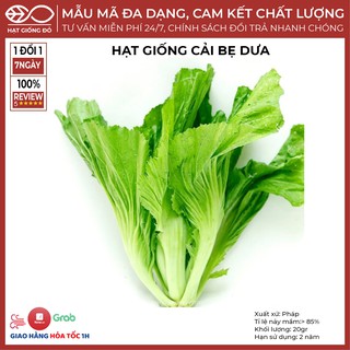 Hạt Giống Cải Bẹ Dưa (20gr) - Cây sinh trưởng, phát triển nhanh, kháng bệnh tốt