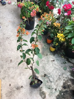 Cây hoa giấy giống