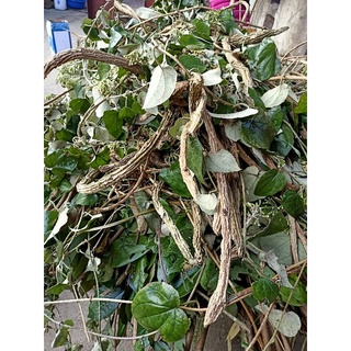 cốt tắm dao đỏ