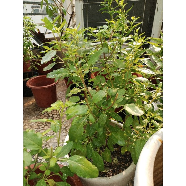 Cây hương nhu tím holy basil  tulsi