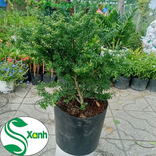 Cây Linh Sam Lớn