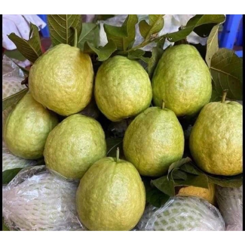 Ổi thanh hà