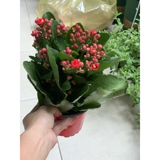 Sống đời kép các màu