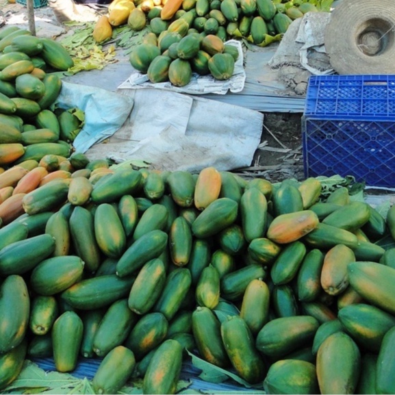 HẠT GIỐNG ĐU ĐỦ RED LADY F1