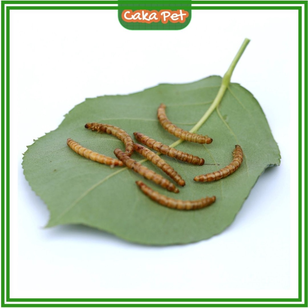 Sâu sấy khô cho hamster 40g  𝑮𝒊𝒖̛̃ 𝒏𝒈𝒖𝒚𝒆̂𝒏 𝒉𝒖̛𝒐̛𝒏𝒈 𝒗𝒊̣ 𝒕𝒖̛̣ 𝒏𝒉𝒊𝒆̂𝒏 Cực phẩm của chim, cá, rùa