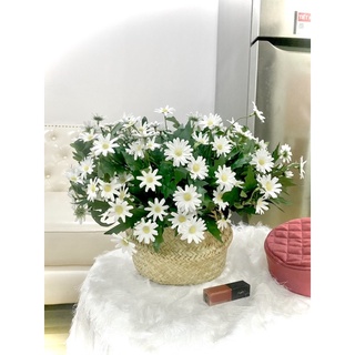 Chậu hoa cúc hoạ mi trắng giả