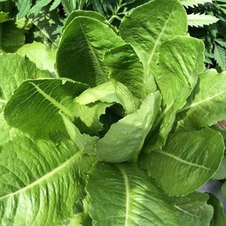 Hạt Giống Xà Lách Romaine 2gr