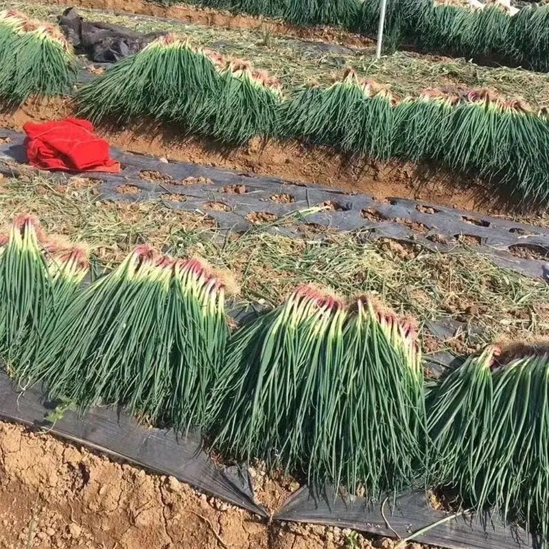 Hạt hẹ củ đỏ thơm hơn hẹ trắng và có vị thơm hơn, tỷ lệ nảy mầm cao tới 99%. 299h