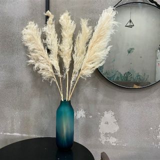 Cây bông lau ép khô kích thước cây 150cm