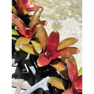 Dứa mini, dứa màu, dứa nam mỹ set terrarium bán cạn