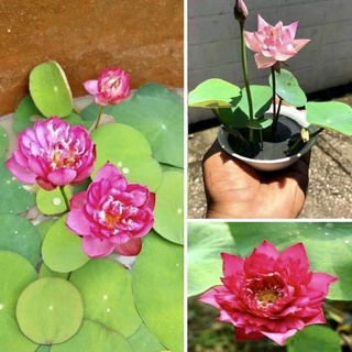 1 Hạt Giống Sen Mini màu ngẫu nhiên dễ trồng