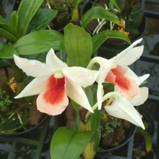 Hoa lan Dawm Mari chậu lớn đang nụ