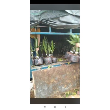 CÂY GIỐNG DỪA XIÊM LÙN SIÊU TRÁI , CHUẨN F1