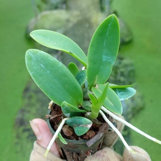 HOA LAN ỐNG ĐIẾU
