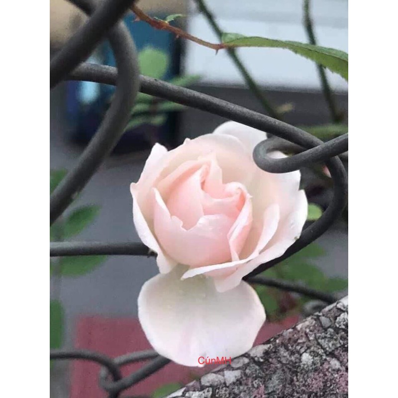 Cây hồng cổ đào hữu cơ