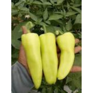 Hạt giống ớt ngọt đùi gà (10 hạt)