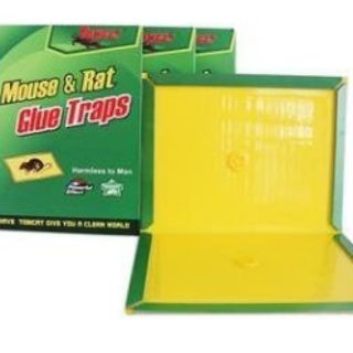 Combo 50 miếng dính chuột