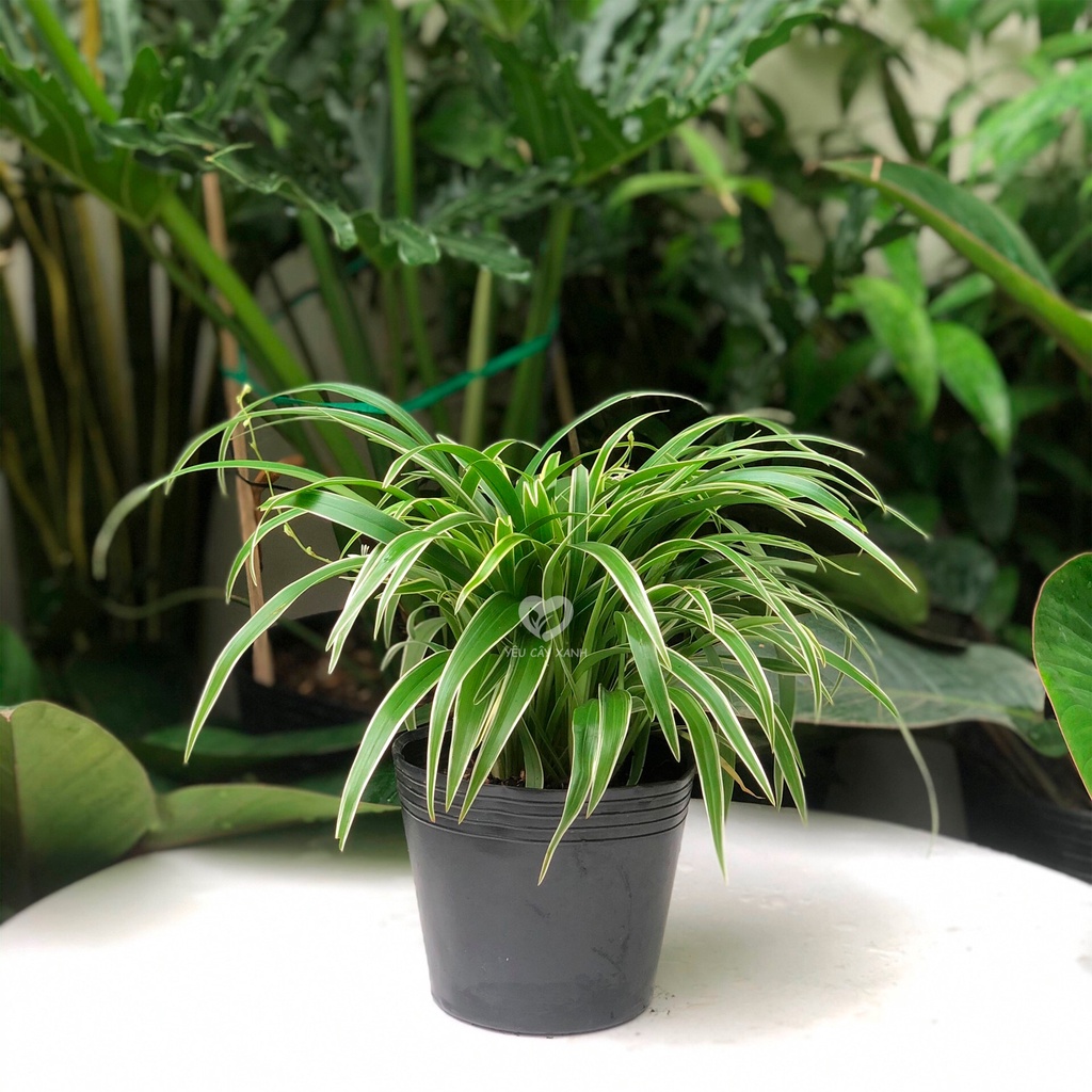 Cây Cỏ Lan Chi để bàn - Cây Dây Nhện