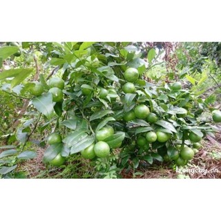 Cây giống Chanh TA [ CHANH tứ quý có hạt hoặc ít hạt [ Siêu Sớm ]. ]
