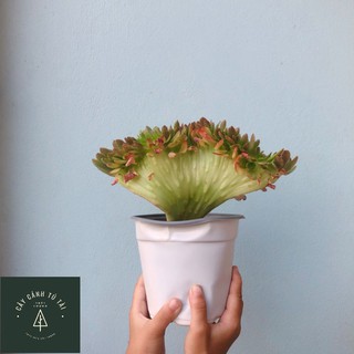 Sen Đá Crest_Sen Cổ Thụ Nam Mỹ Xòe Lớn Đón Nhận Tài Lộc_Cây Cực Khỏe (HẾT HÀNG)