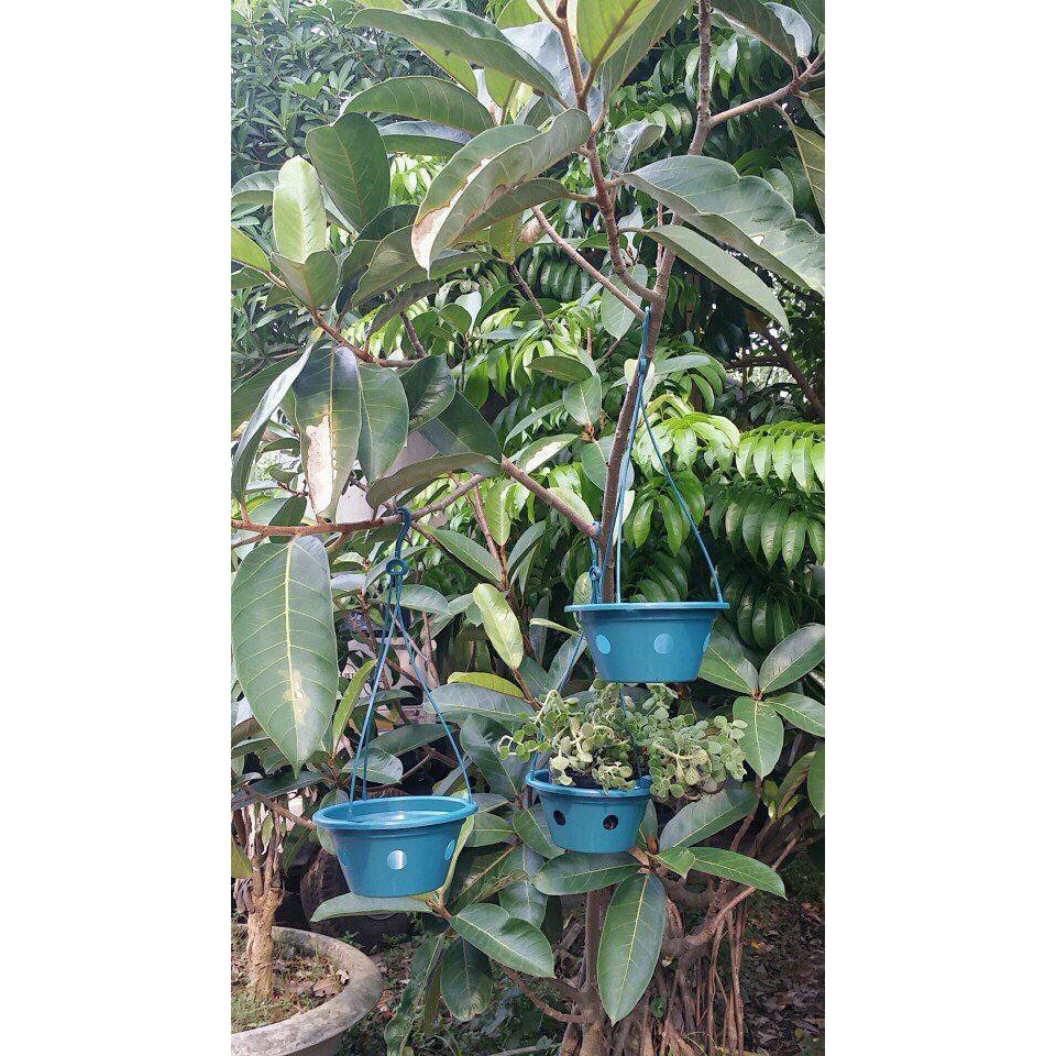 Rỏ nhựa trồng lan (đường kính 17cm x cao 9cm) chậu treo trồng lan