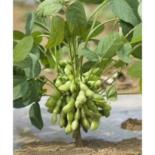 Gói 60 hạt giống đậu nành - đậu tương thuần chủng
