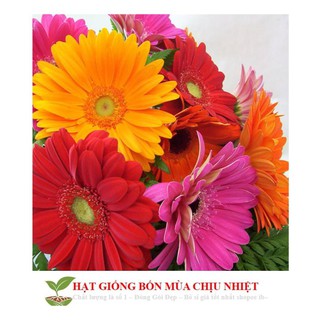 Gói 30 hạt giống hoa đồng tiền mix đến mùa trồng tết
