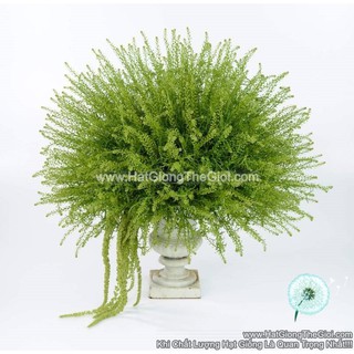 1000.HẠT Hạt Giống Cỏ Chuông Xanh Đồng Tiền TG74 F1 (| -KD: B21*X57)