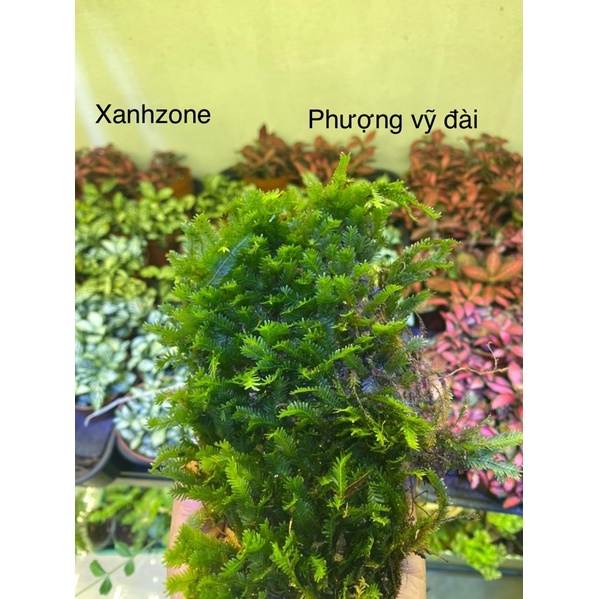 rêu phượng vỹ đài xanhzone trồng hồ bán, terrarium, non bộ, thác nước