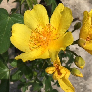 Cây mai hoa đăng