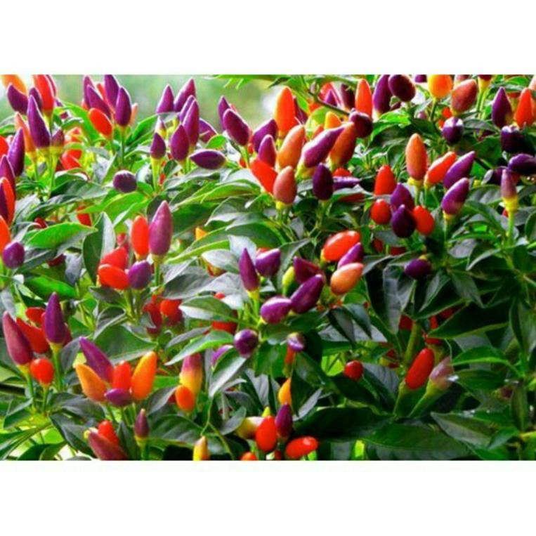 Hạt giống ớt ngũ sắc 10h