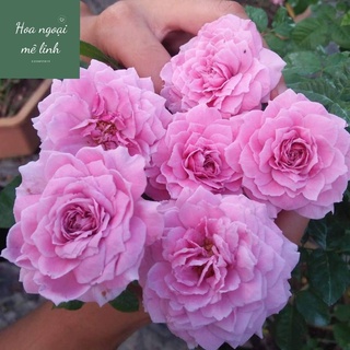 Hoa Hồng Bụi Blue Sky màu Tím Lavender ngọt ngào -Hoangoaimelinh