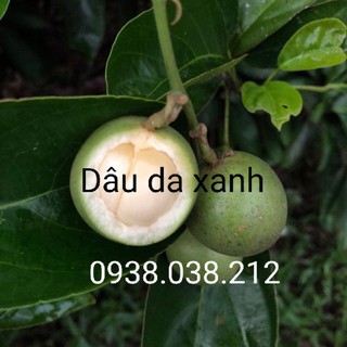 Cây giống dâu da xanh