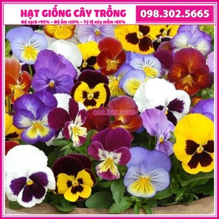 Hạt giống hoa pansy - gói 100 hạt - nảy mầm tốt, nở hoa đồng đều dễ trồng dễ chăm sóc
