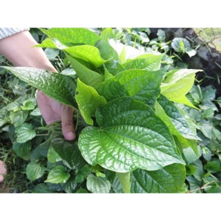200 g lá lốt tươi