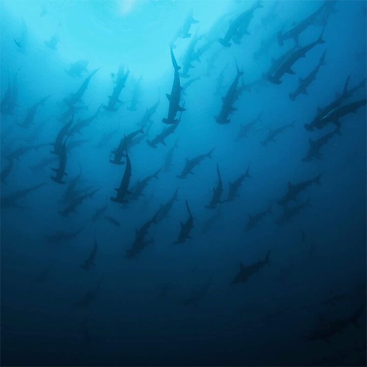 [Mã 11ELSALE hoàn 7% xu đơn 300k] VỎ CHỐNG NƯỚC GOPRO HERO 10 / GOPRO HERO 9 BLACK | BigBuy360 - bigbuy360.vn