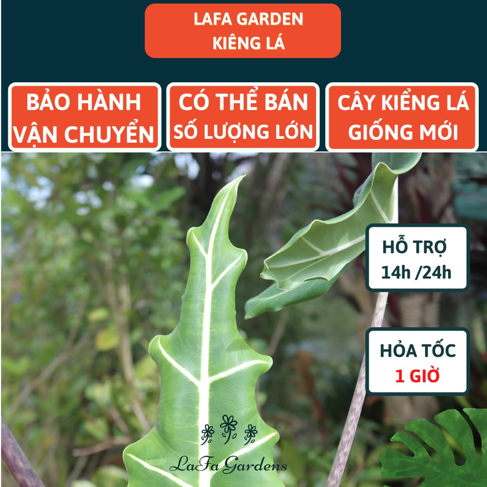 Cây kiểng lá LAFA GARDEN, cây trồng trong nhà, Combo cây kiểng lá kèm chậu và giá thể trồng kiểng lá