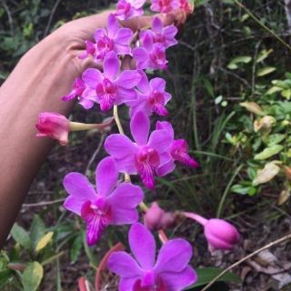 Hồ điệp rừng trăm hoa năm 4_5 lần hoa ( ảnh cây ship phí sau)