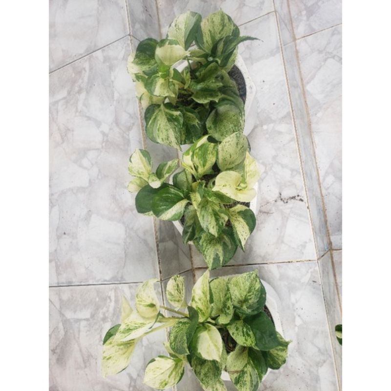 Trầu Bà Manjula Pothos
