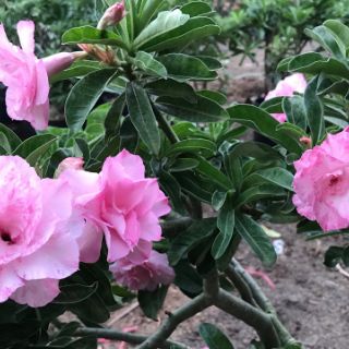 🌲 Sứ Kỳ Duyên ( siêu hoa) đang hoa