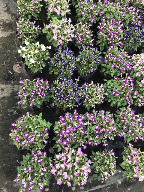 Cây mắt Nai nhiều màu rực rỡ bạn công đón hè