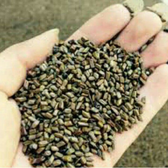 Hạt muồng(1 kg)