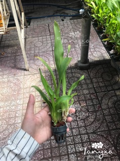 Vũ Nữ Vàng Siêng Hoa